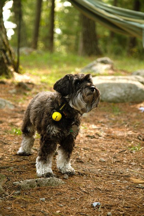 Coghlan's - Bear Bell w/ Magnet - Image 5